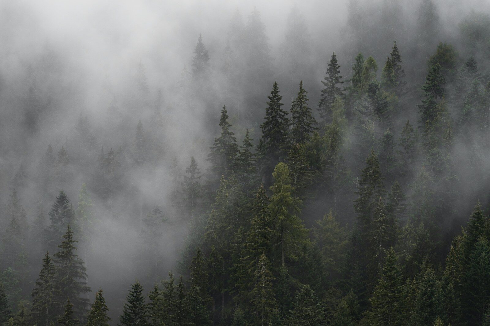 Dense evergreen forest shrouded in thick grey mist and low clouds